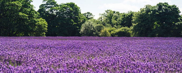 LAVENDER: THE PLANT TO SOOTHE